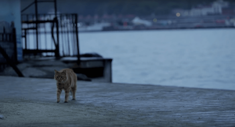 Screen Shot 2018-04-30 at 10.49.47 PM