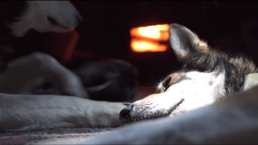 Screen Shot 2020-11-19 at 12.25.07 PM