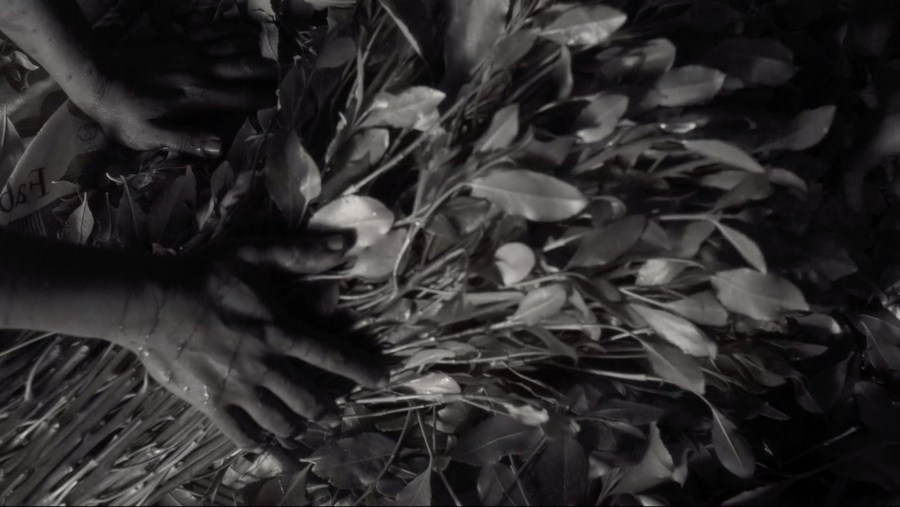 close up of hands on a khat plant