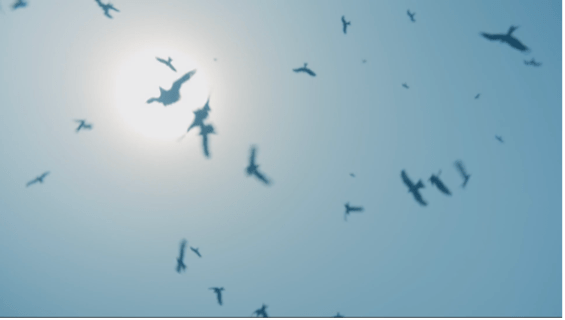 20 birds of prey, flying in silhouette