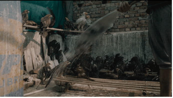 A man offscreen spraying water from a hose into a large bird cage