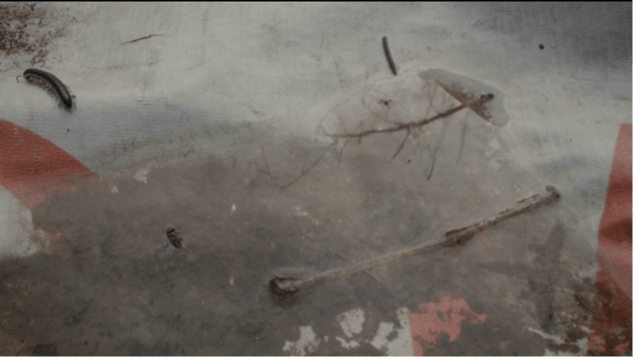 a grey puddle of water with centipede in upper left corner