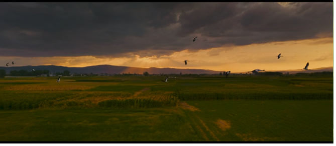 A wide outdoor shot of a sunset, green and yellowish field in the bottom half of the image, a mountain in the background, and sunrays coming through from under the cloudy sky as several storks fly across the screen