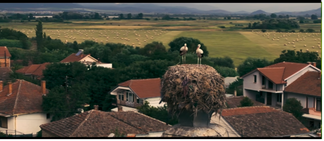 A wide outdoor shot with two storks in a stork's nest and red rooftops in the foreground, trees in the middle ground, and green fields and hills in the background