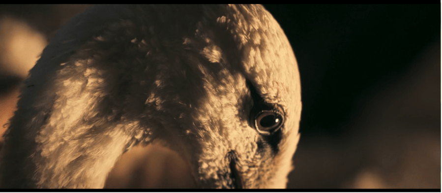 A close-up of a white stork's head with the bird's eye as central focus